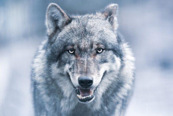 wolf new age guru